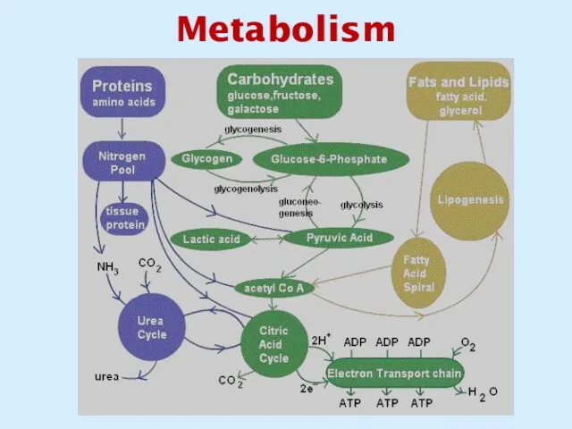 Metabolism