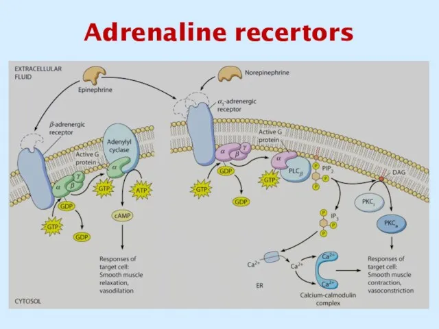 Adrenaline recertors