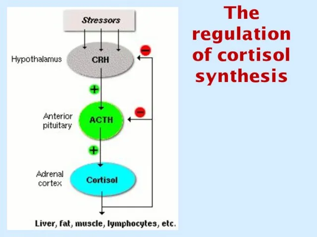 The regulation of cortisol synthesis