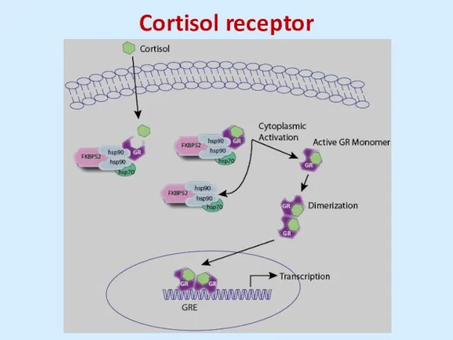 Cortisol receptor