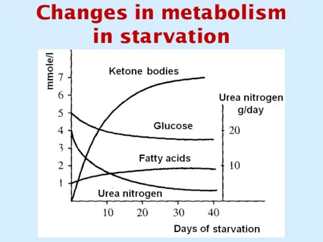 Changes in metabolism in starvation