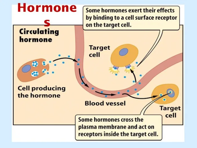 Hormones