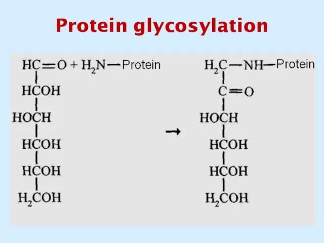 Protein glycosylation