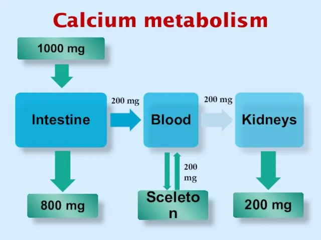 Calcium metabolism 200 mg 200 mg 200 mg