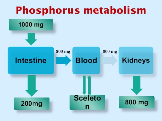 Phosphorus metabolism 800 mg 800 mg