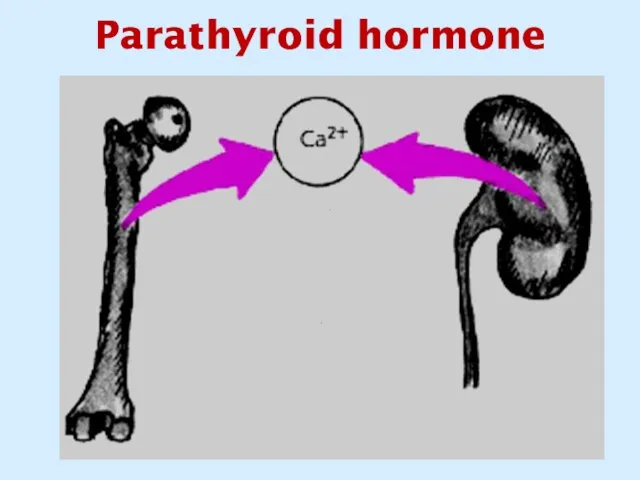 Parathyroid hormone