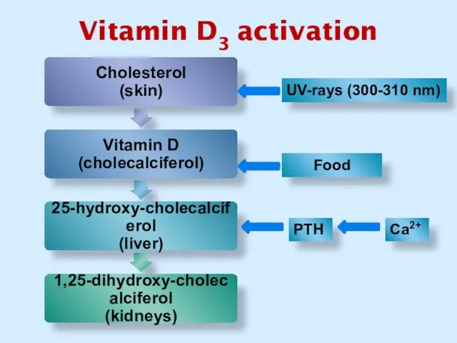 Vitamin D3 activation UV-rays (300-310 nm) Food Са2+ PTH