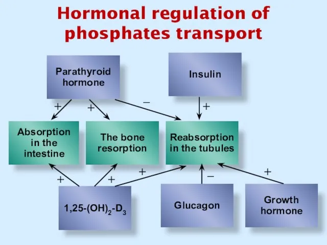 Hormonal regulation of phosphates transport + + + + + + + _ _