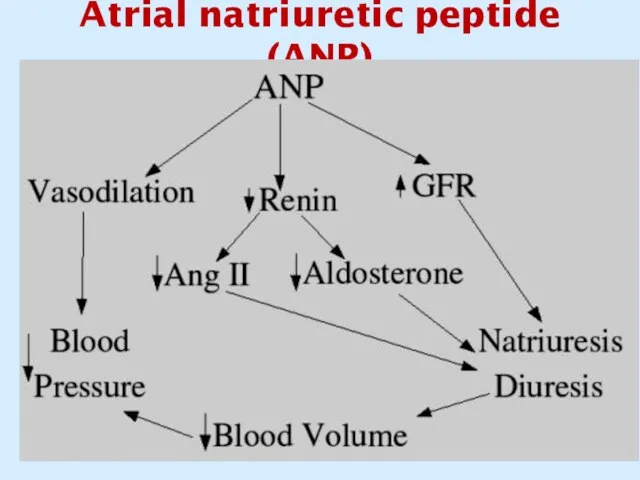 Atrial natriuretic peptide (ANP)