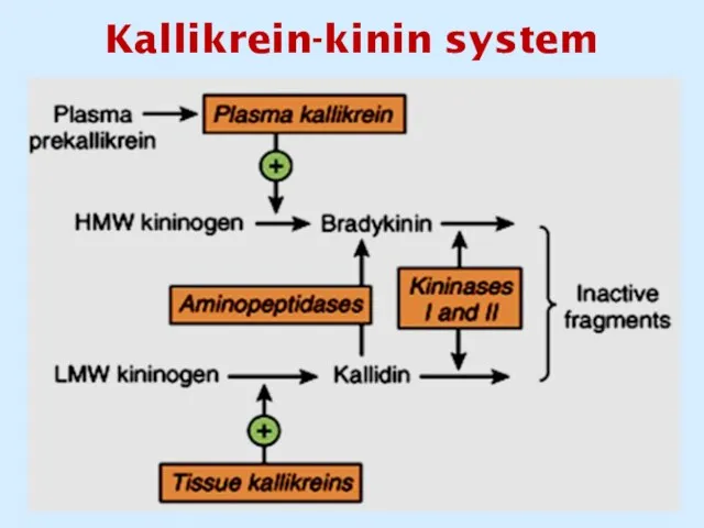 Kallikrein-kinin system