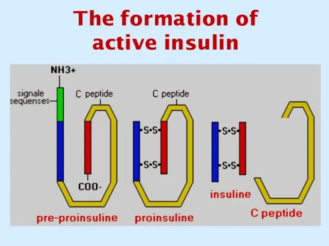 The formation of active insulin