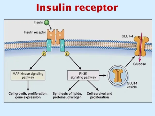 Insulin receptor