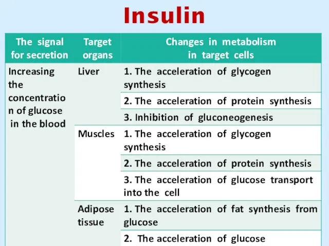 Insulin