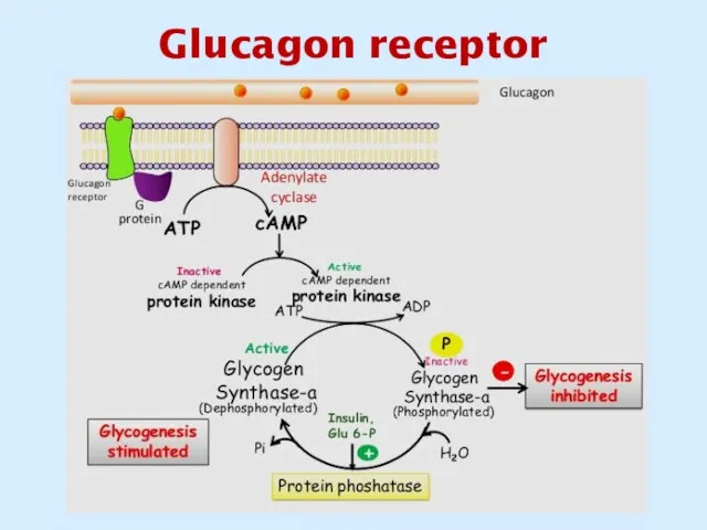 Glucagon receptor