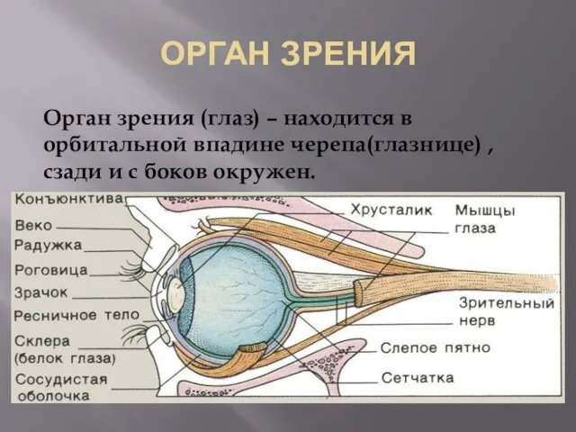 ОРГАН ЗРЕНИЯ Орган зрения (глаз) – находится в орбитальной впадине