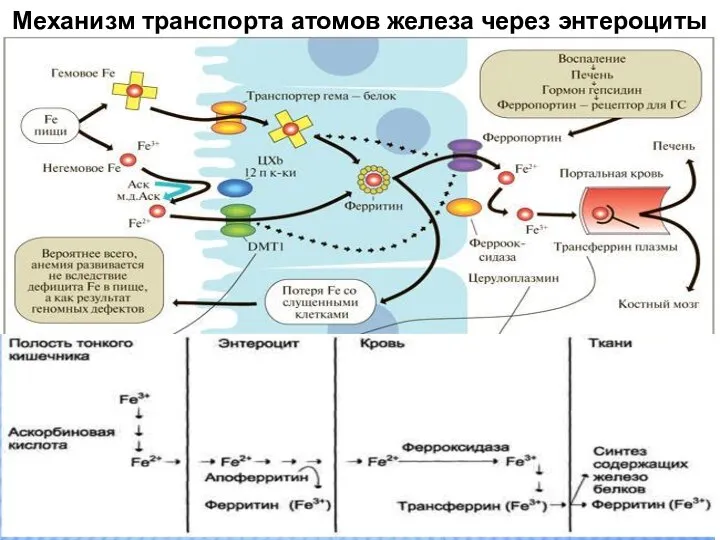 Механизм транспорта атомов железа через энтероциты