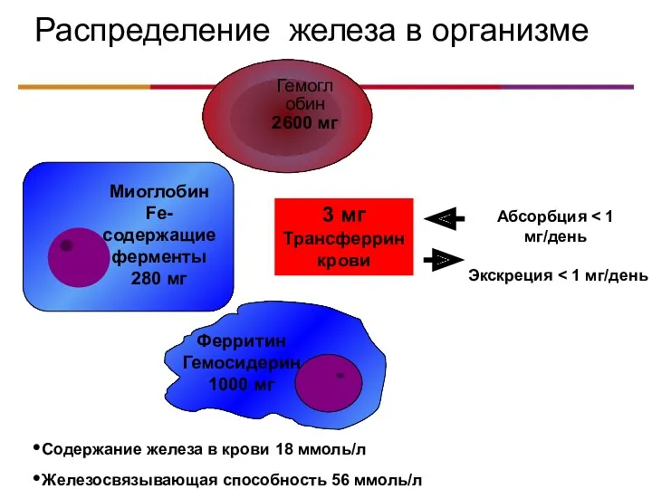 Распределение железа в организме Содержание железа в крови 18 ммоль/л Железосвязывающая способность 56 ммоль/л