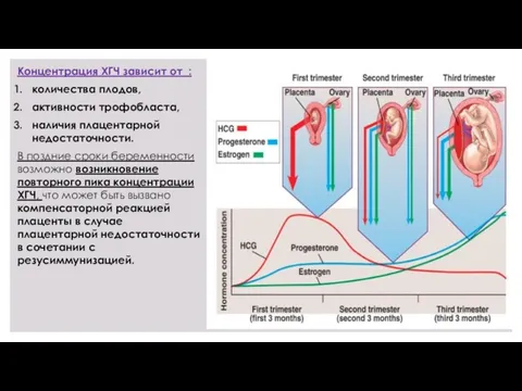 Концентрация ХГЧ зависит от : количества плодов, активности трофобласта, наличия плацентарной недостаточности. В