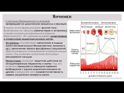 Яичники С началом беременности в яичниках прекращаются циклические процессы и