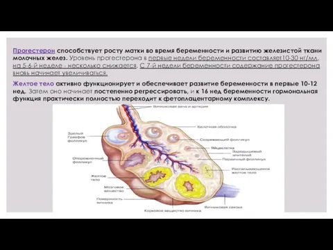 Прогестерон способствует росту матки во время беременности и развитию железистой ткани молочных желез.