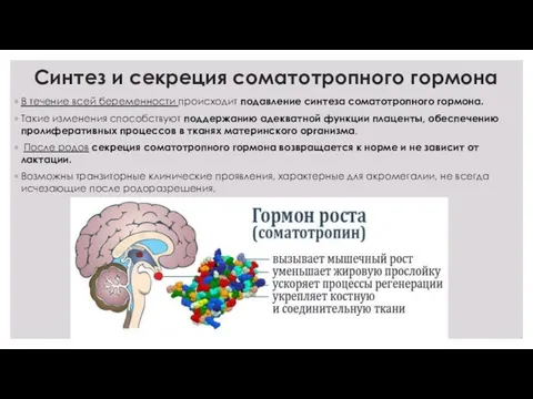 Синтез и секреция соматотропного гормона В течение всей беременности происходит подавление синтеза соматотропного