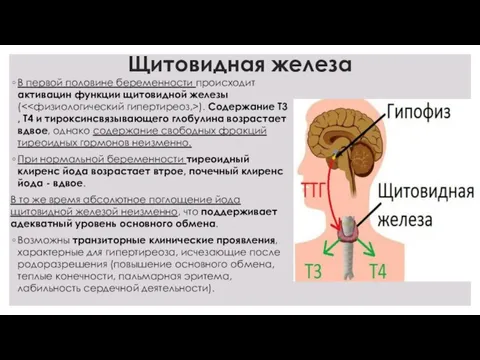 Щитовидная железа В первой половине беременности происходит активацин функции щитовидной железы ( ).