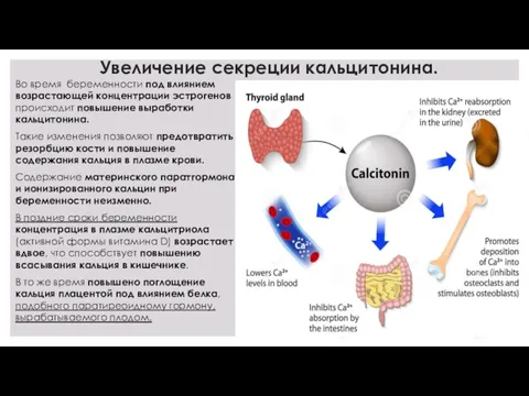 Увеличение секреции кальцитонина. Во время беременности под влиянием возрастающей концентрации эстрогенов происходит повышение