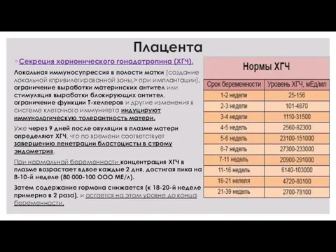 Плацента Секреция хорионического гонадотропина (ХГЧ). Локальная иммуносупрессия в полости матки