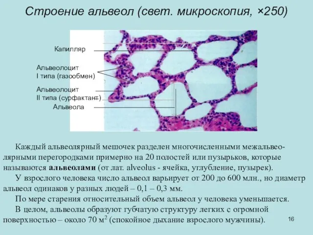 Капилляр Строение альвеол (свет. микроскопия, ×250) Каждый альвеолярный мешочек разделен
