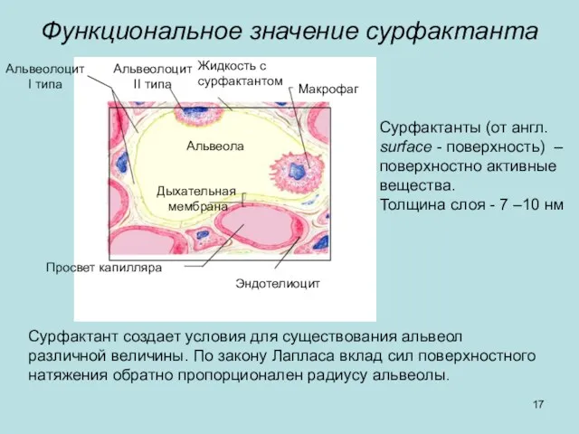 Просвет капилляра Дыхательная мембрана Альвеола Альвеолоцит I типа Альвеолоцит II