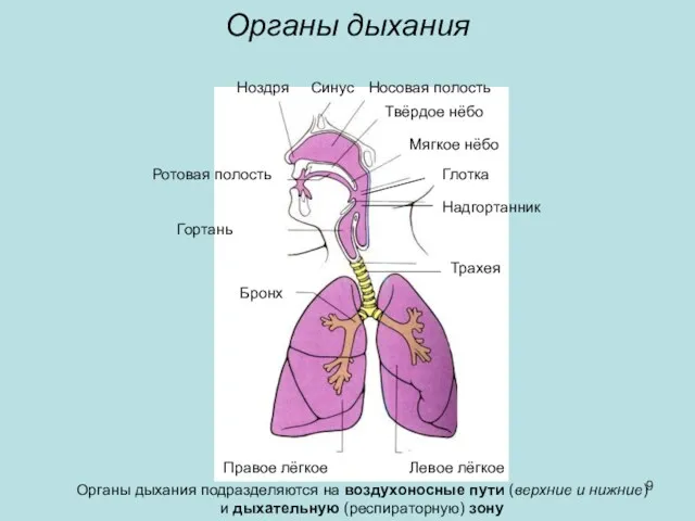 Органы дыхания Органы дыхания подразделяются на воздухоносные пути (верхние и нижние) и дыхательную (респираторную) зону