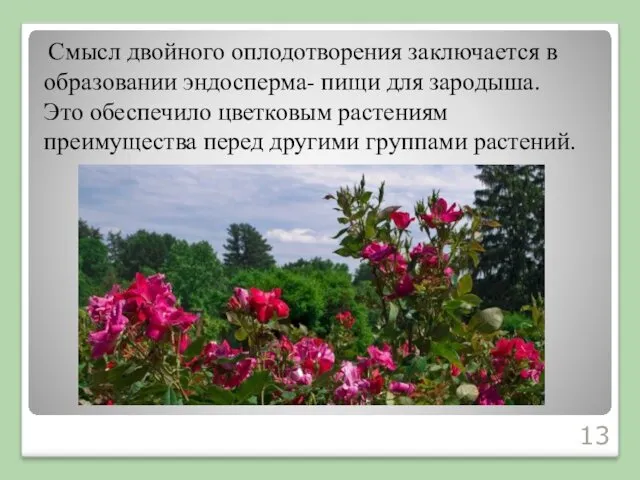 Смысл двойного оплодотворения заключается в образовании эндосперма- пищи для зародыша.