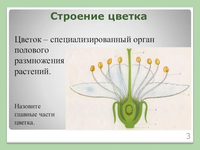 Строение цветка Цветок – специализированный орган полового размножения растений. Назовите главные части цветка.