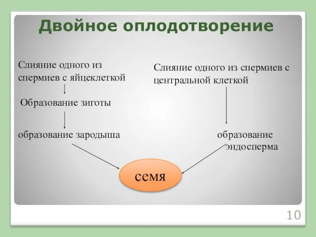 Двойное оплодотворение Слияние одного из спермиев с яйцеклеткой Образование зиготы