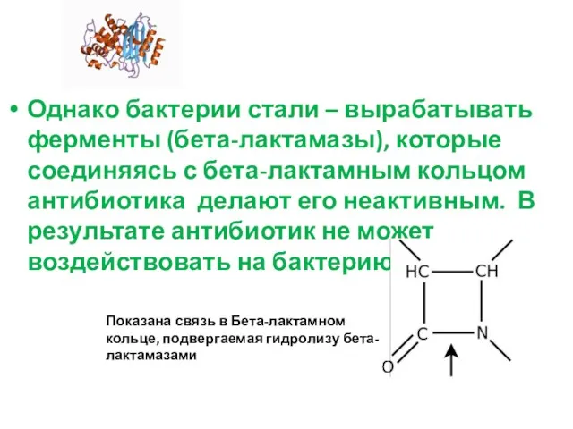 Однако бактерии стали – вырабатывать ферменты (бета-лактамазы), которые соединяясь с