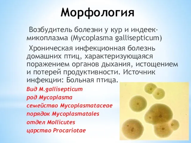 Морфология Возбудитель болезни у кур и индеек-микоплазма (Mycoplasma gallisepticum) Хроническая