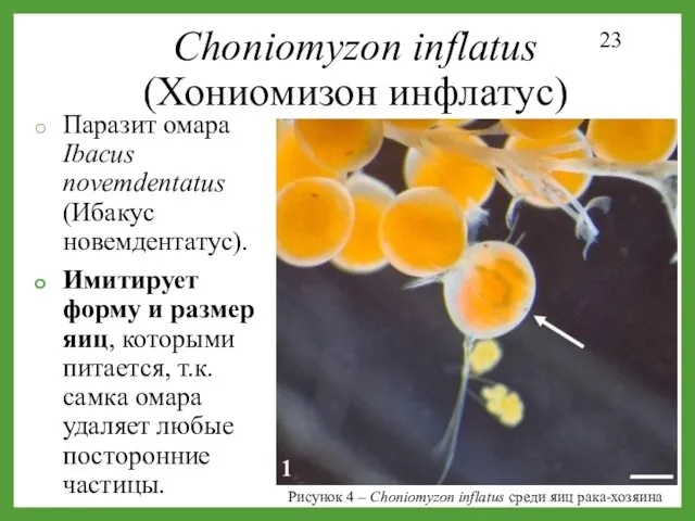 Рисунок 4 – Choniomyzon inflatus среди яиц рака-хозяина Choniomyzon inflatus