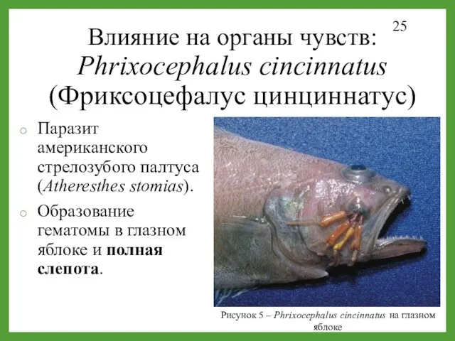 Влияние на органы чувств: Phrixocephalus cincinnatus (Фриксоцефалус цинциннатус) Паразит американского