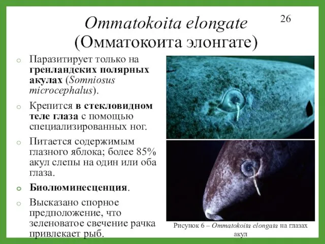 Рисунок 6 – Ommatokoita elongata на глазах акул Ommatokoita elongate