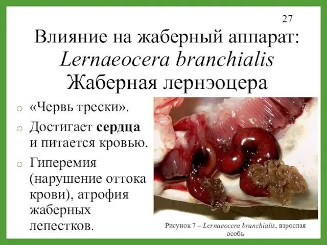 Влияние на жаберный аппарат: Lernaeocera branchialis Жаберная лернэоцера «Червь трески».