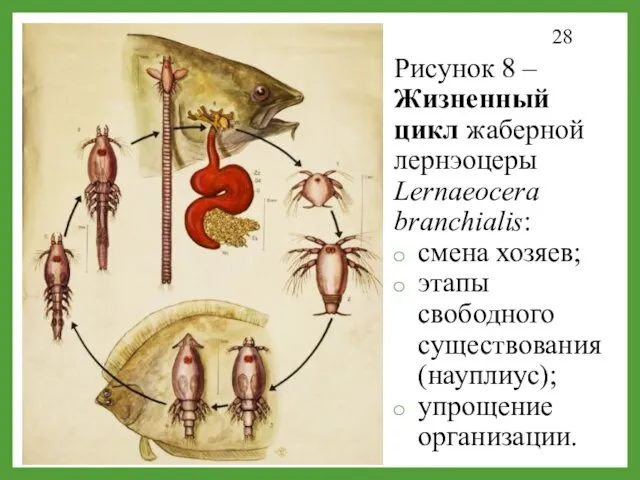 Рисунок 8 – Жизненный цикл жаберной лернэоцеры Lernaeocera branchialis: смена