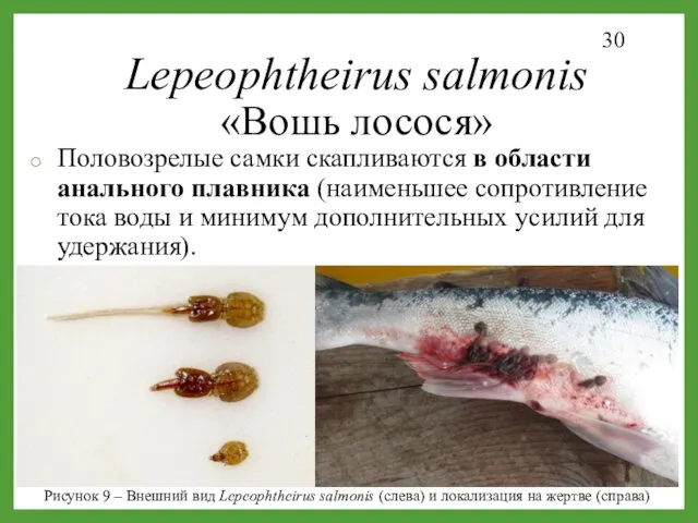 Lepeophtheirus salmonis «Вошь лосося» Половозрелые самки скапливаются в области анального