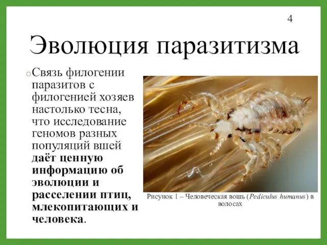 Связь филогении паразитов с филогенией хозяев настолько тесна, что исследование