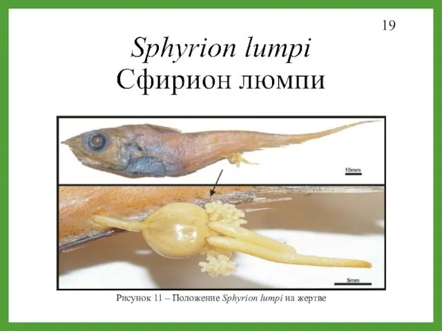 19 Рисунок 11 – Положение Sphyrion lumpi на жертве