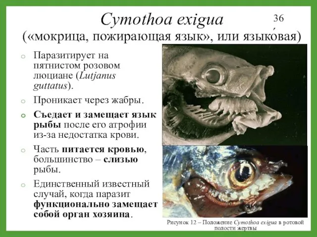 Рисунок 12 – Положение Cymothoa exigua в ротовой полости жертвы