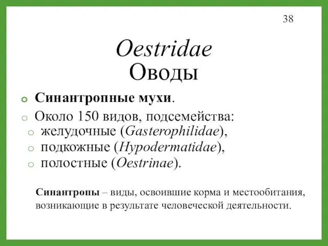 Oestridae Оводы Синантропные мухи. Около 150 видов, подсемейства: желудочные (Gasterophilidae),