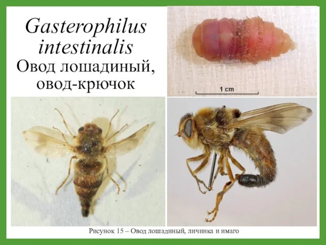 Рисунок 15 – Овод лошадиный, личинка и имаго Gasterophilus intestinalis Овод лошадиный, овод-крючок