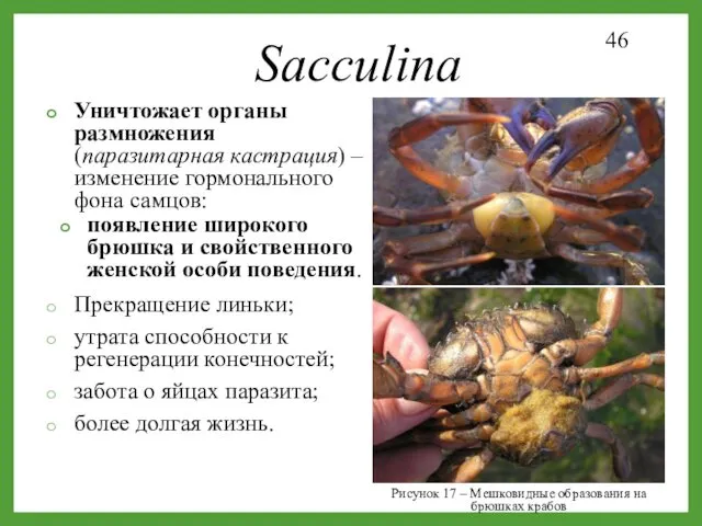 Рисунок 17 – Мешковидные образования на брюшках крабов Уничтожает органы