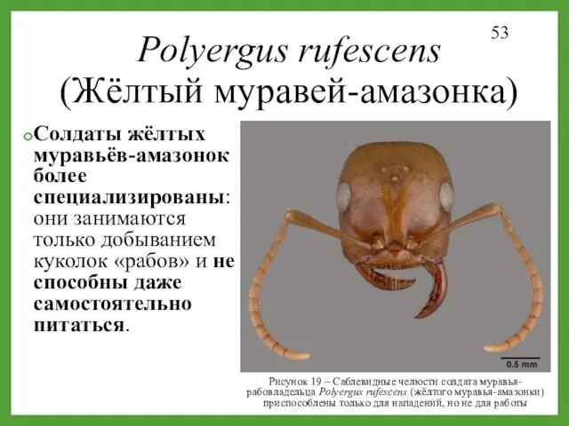 Polyergus rufescens (Жёлтый муравей-амазонка) Солдаты жёлтых муравьёв-амазонок более специализированы: они