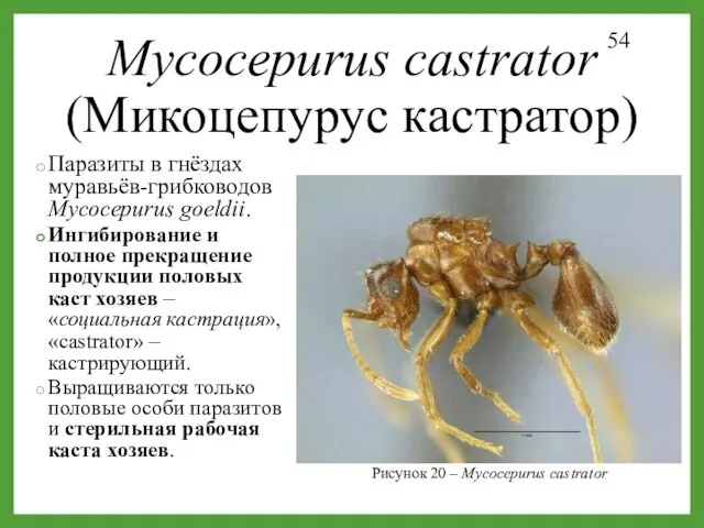 Mycocepurus castrator (Микоцепурус кастратор) Паразиты в гнёздах муравьёв-грибководов Mycocepurus goeldii.